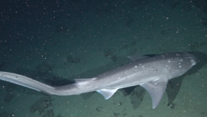 Así son las misteriosas nuevas especies de tiburones registradas en las islas Galápagos (FOTOS)