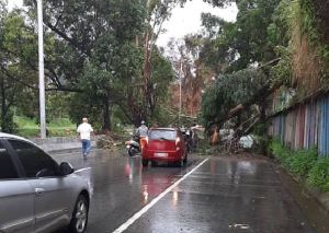 Debido a los fuertes vientos, árbol colapsó y cayó sobre un vehículo en la Francisco Fajardo (FOTOS)