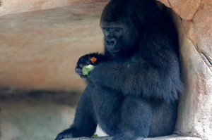 Gorila en peligro de extinción espera su primer bebé en Nueva Orleans