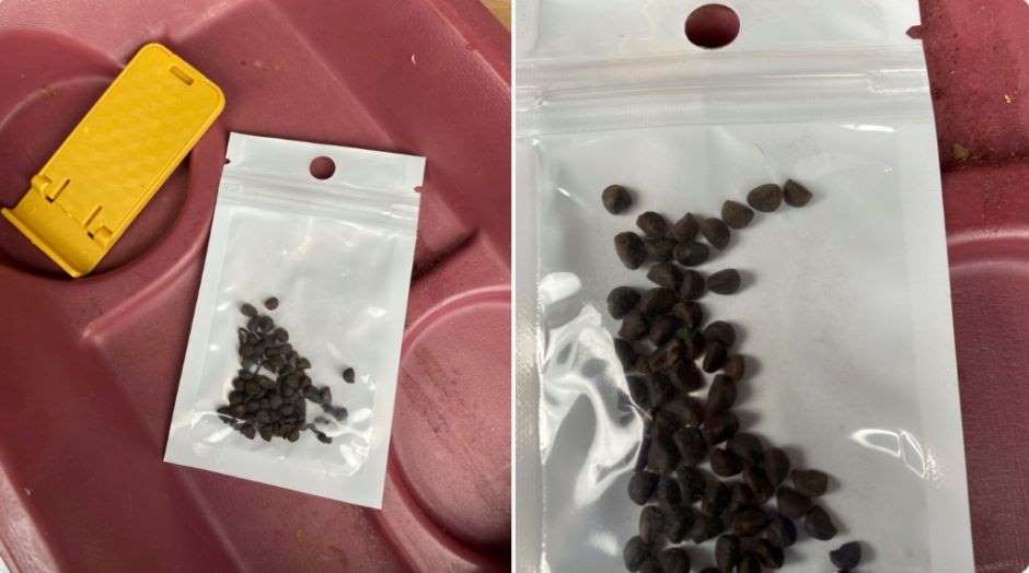 Ciudadanos en Estados Unidos reportan recibir paquetes de China con semillas; si lo recibes, ¡no lo abras!