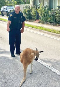 Oficiales capturaron a un canguro en Fort Lauderdale