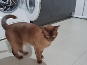 Un gato sobrevive tras pasar 12 minutos dentro de una lavadora en marcha