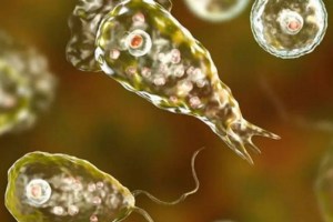 Emiten alerta en EEUU por la ameba come cerebros: Cuáles son sus síntomas y cómo evitar contagiarse