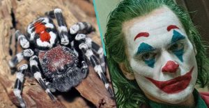 Bautizan a una nueva especie de araña en honor al “Joker”