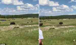 ¡Momento aterrador! Se hizo la muerta para evitar que un bisonte la atacara en Yellowstone