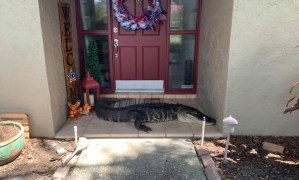 VIRAL: Una familia se encontró un caimán sin dos extremidades en la puerta de su casa en Florida