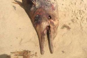 Hallaron el cadáver de un delfín varado en una playa de Puerto Píritu (Fotos)