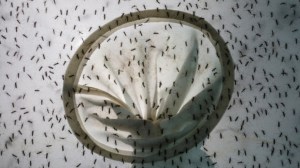 Alerta en Brasil: Río de Janeiro declara “el estado de emergencia” ante los disparados casos de dengue