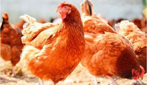 Mujer sufrió un trastorno de salud mental tras actuar como “una gallina”, según científicos