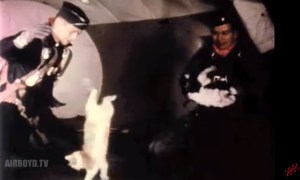 El día en que EEUU puso unos gatos en gravedad cero para ver si caían de pie (VIDEO)