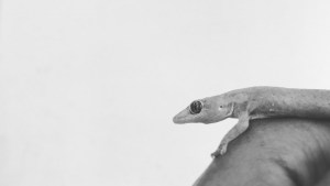 WTF? Captaron a un extraño lagarto con “extremidades humanas” (FOTOS)