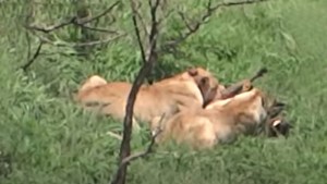 Captaron el momento en que una leona atacó a un jabalí y se lo comió medio vivo (Video sensible)