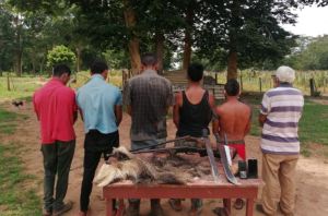 Detuvieron a seis sujetos por matar a un oso hormiguero en Zulia