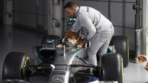 Lewis Hamilton reveló los cambios que sufrió su perro al convertirlo en… ¿vegano?