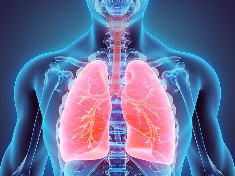 Científicos lograron revivir seis pulmones de donantes humanos lesionados