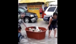 En plena inundación, pareja rescató a varios perritos en peligro con una tina (VIDEO)