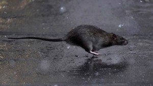 VIRAL: Dos ratas luchan a muerte frente a un gato que no se molesta en intervenir (Video)