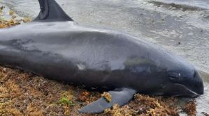 Hallaron 18 delfines y marsopas muertos en las costas de Mauricio tras derrame petrolero
