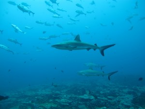 La vida “secreta” de los tiburones: estudio revela sus sorprendentes relaciones sociales