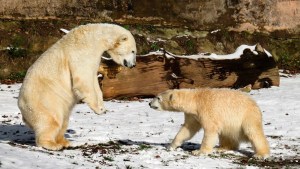 Dos osos polares se enfrentan por comer una morsa que la marea llevó a la orilla de un parque nacional ruso (Video)