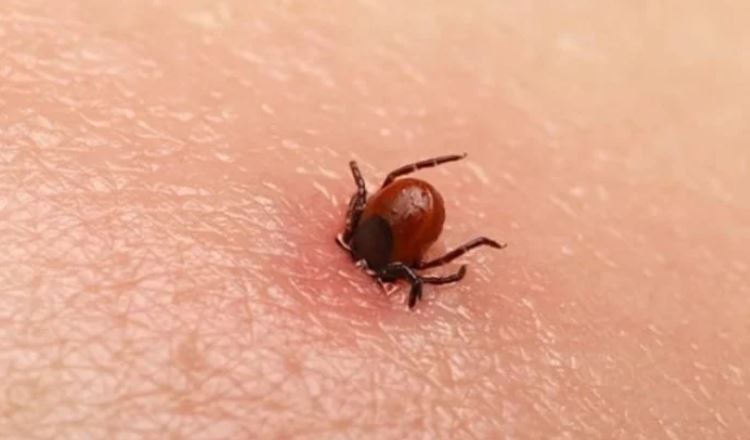 Dos “aterradoras” enfermedades provocadas por las garrapatas mantienen en alerta a los expertos