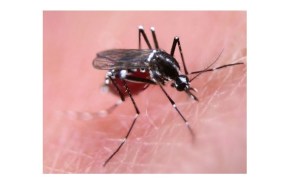 Al menos 750 millones de mosquitos modificados genéticamente serán liberados en los Cayos de Florida