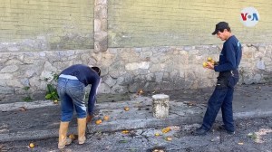 Mango: La fruta que sacia el hambre de los venezolanos más pobres (Video)