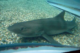 Un tiburón considerado "perdido" por la ciencia es redescubierto ...
