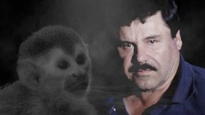 Botas, el mono que delató a “El Chapo” Guzmán y cómo terminó