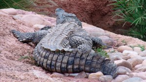 Capturan a un cocodrilo “endemoniado” y lo decapitan (VIDEO)