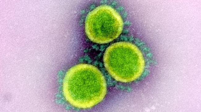 Científicos descubrieron un nuevo punto débil del coronavirus