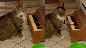 VIRAL: Gato tocó un minipiano para “protestar” contra su dueña por comida (Video)