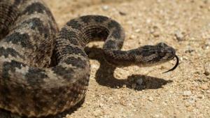 Hombre en Texas encontró una serpiente GIGANTE dentro del inodoro de su casa (Video)