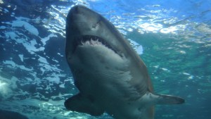 Cambio climático está detrás del drástico aumento de ataques de tiburones en Australia