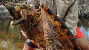¡Sorprendente! Capturaron nuevas especies de tortugas del tamaño de un monstruo en Florida