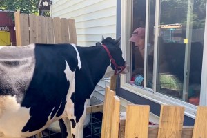 ¡Qué ternura! Una vaca saluda y pide abrazos a su dueño todas las mañanas en Virginia