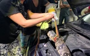 Encontraron una serpiente GIGANTE dentro del capot de un vehículo en Miranda (VIDEO)