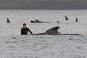 Al menos 380 ballenas mueren varadas en el sur de Australia