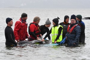 Operación de rescate para salvar a 180 ballenas varadas en Australia (Fotos)