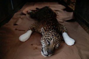 Amanaci, el jaguar herido por las llamas que no sabe si podrá volver al pantanal