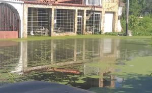 Hasta un caimán apareció ante viviendas inundadas en Aragua tras fuertes lluvias (Fotos)