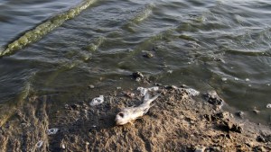 Aparecen cientos de peces muertos en las orillas del río Yellowstone en EEUU
