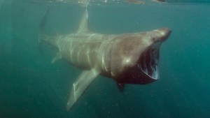 Un hombre nada en aguas con poca visibilidad y se topa cara a cara con un tiburón peregrino de más de 5 metros (VIDEO)