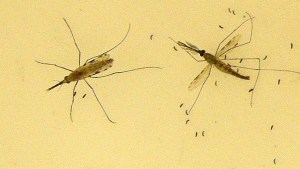 Un mosquito asiático transmisor de la malaria amenaza a más de 120 millones de personas