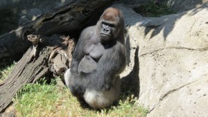 Una cuidadora de un zoológico, gravemente herida tras ser atacada por un gorila de 200 kilos