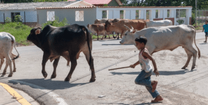 VIDEO: Un niño salva a su abuela del ataque de un toro en la India