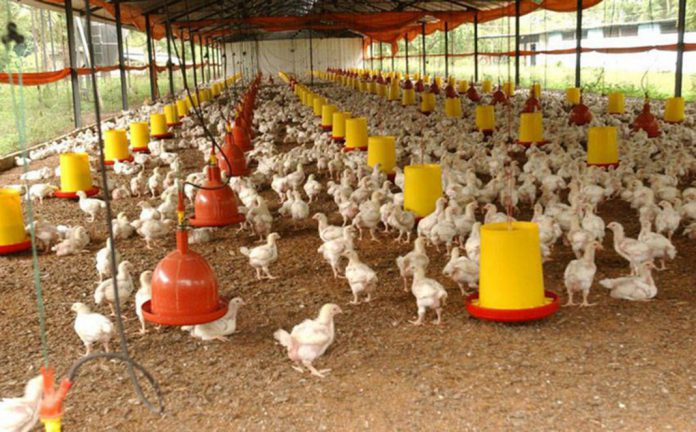 Fedeindustria: Escasez de gas afecta producción en granjas avícolas