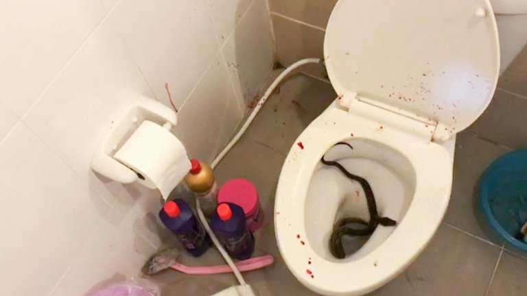 Un joven fue mordido en el pene por una serpiente pitón mientras miraba videos en el baño