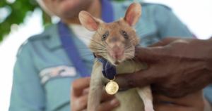 Una rata detectora de minas fue premiada en el Reino Unido por su valor