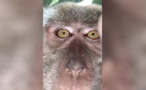 Lo mejor que verás hoy: Mono travieso robó un celular, se grabó y el resultado se hizo viral (Fotos y Video)